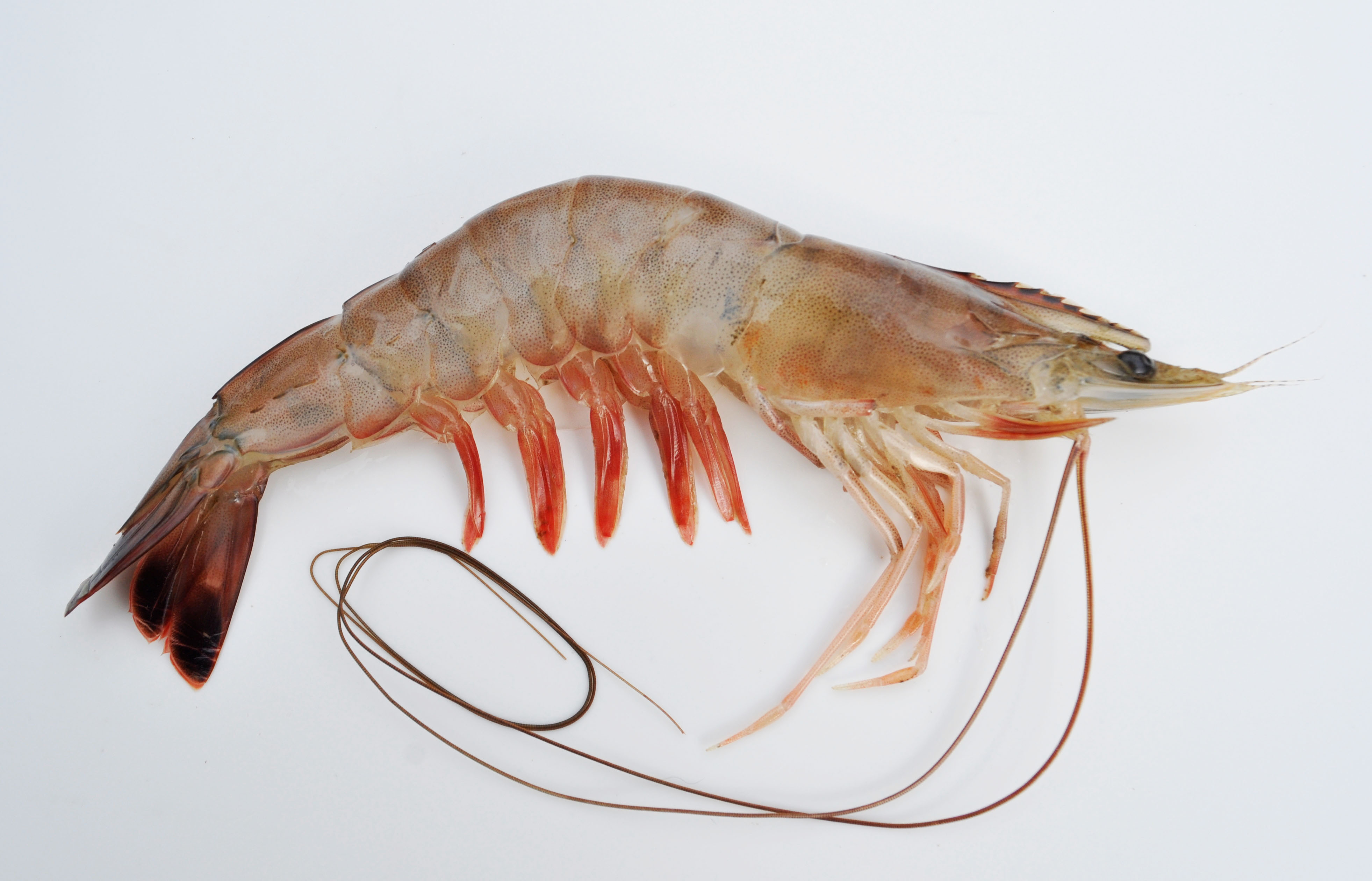Wild Plate Frozen adds value to Louisiana shrimp